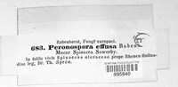 Peronospora effusa image